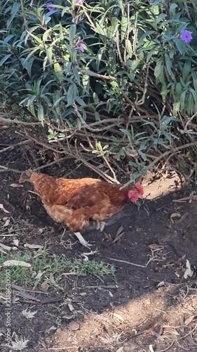 A brown hen walks along a dirt path next to bushes with purple flowers in a rural yard, foraging with other chickens in the background on a sunny day.