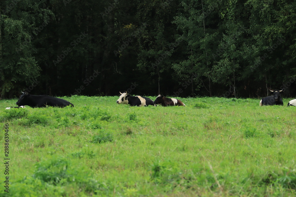 Fototapeta premium cows in the field