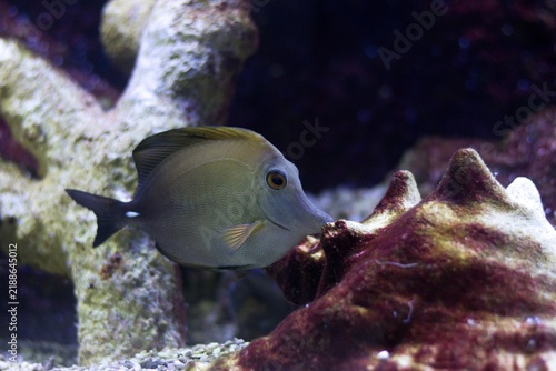 Plakat Zebrasoma scopas