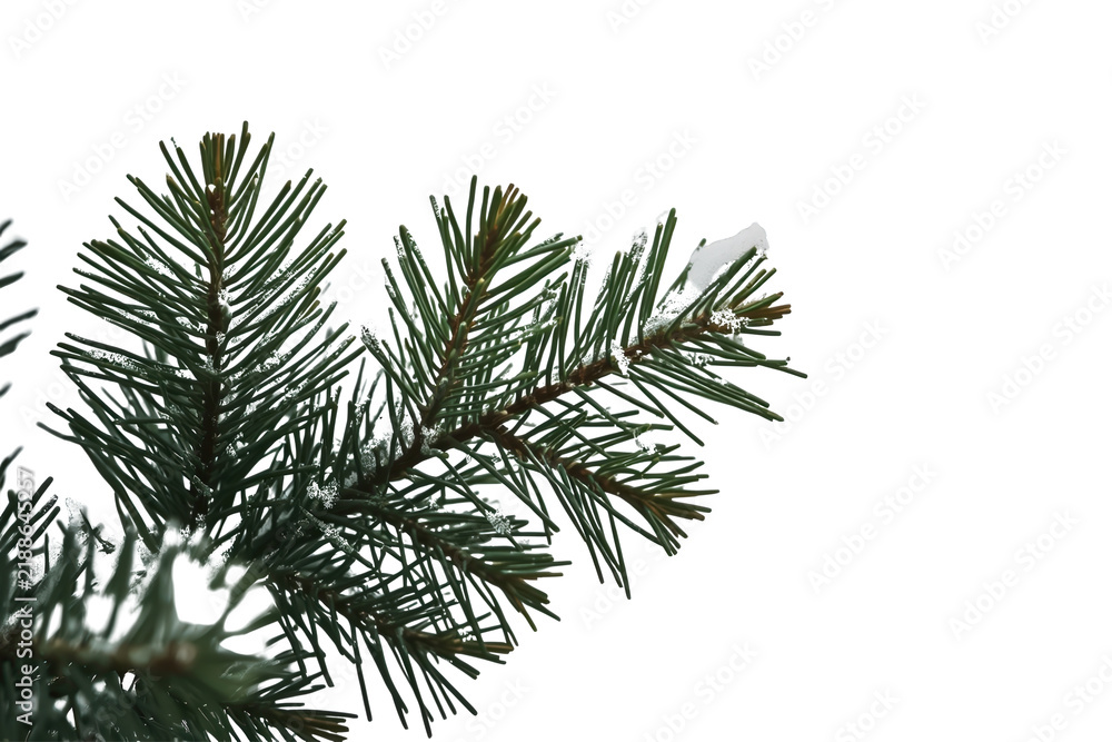 Fototapeta premium Fresh dark green fir branch