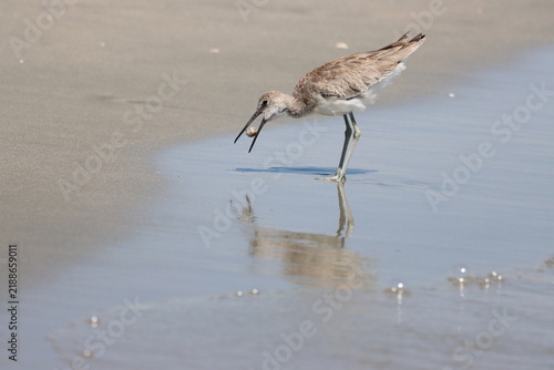 A shorebird with a snack in its bill