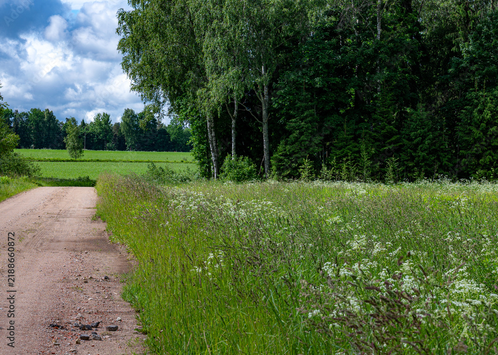 Fototapeta premium a simple summer landscape with green grass and the sky, a traditional summer view,