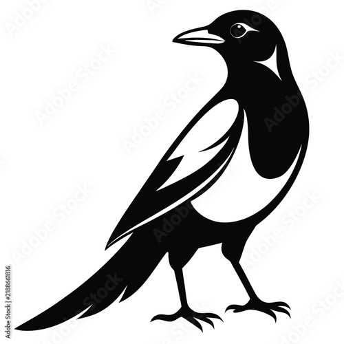 Magpie bird black silhouette with white markings on white background for avian art.