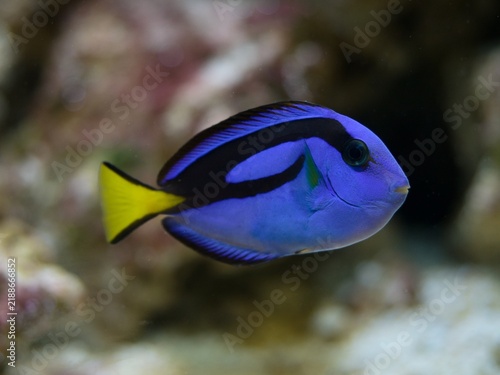 Plakat Paracanthurus hepatus