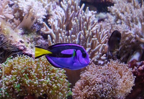 Plakat Paracanthurus hepatus