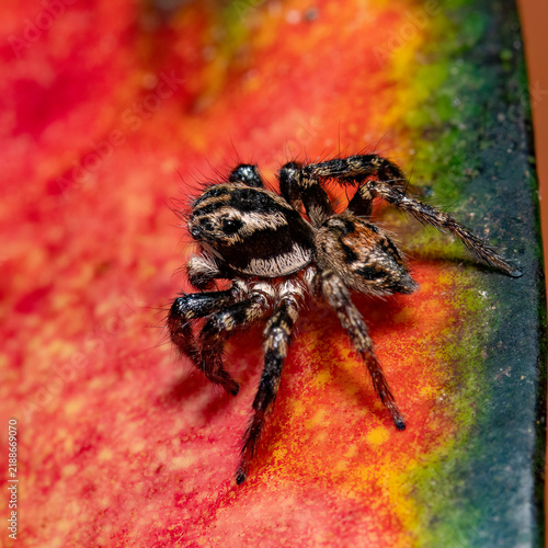 Obraz na płótnie Jumping spider
