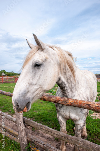 Canvas Print A white domestic horse near a wooden fence on Kudykina Mountain
