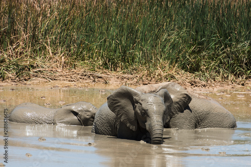 Photography African elephants mud bathing together at a waterhole in Addo Elephant National
