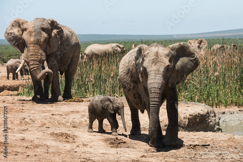African elephant with calf and herd at a waterhole in Addo Elephant National Park, South Africa