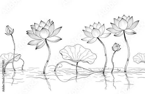 Water lilies and lotus flowers growing in calm pond water