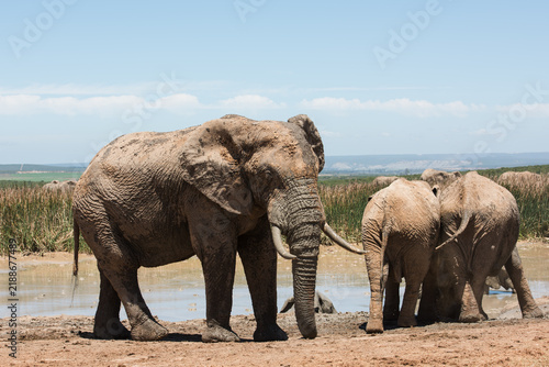Large tusked African elephant with herd beside a waterhole in Addo Elephant National Park, South Africa
