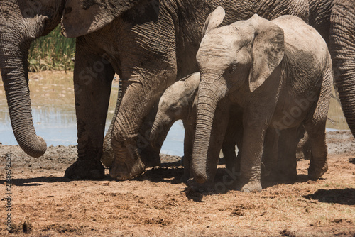 Young African elephants with a small calf beside a waterhole in Addo Elephant National Park, South Africa