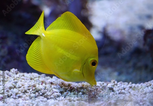 Plakat Zebrasoma flavescens