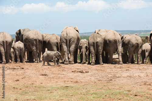 Fotografía Large African elephant herd with calves gathered together in Addo Elephant Natio