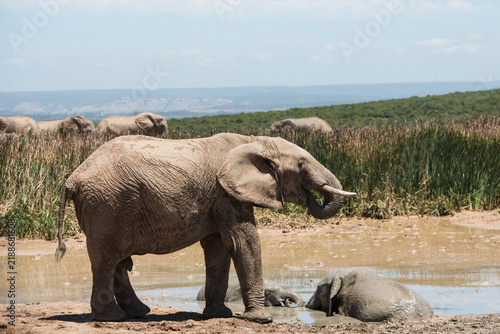 Konstfotografi African elephant with curled trunk beside a muddy waterhole with herd in backgro