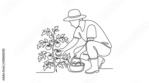 Continuous line drawing of a farmer harvesting tomatoes