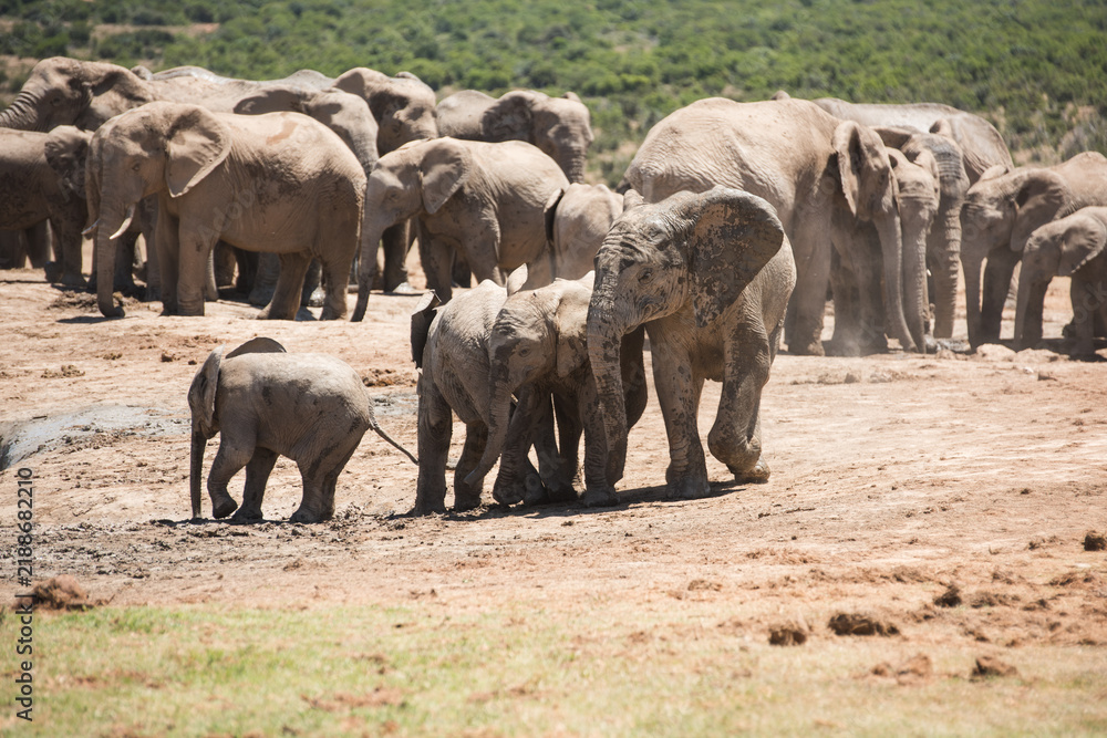 Obraz premium Young African elephants standing together in front of a large herd at Addo Elephant National Park