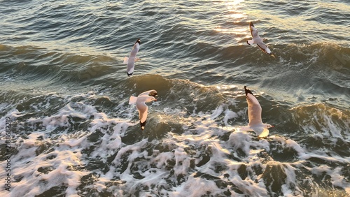 фотографія Scenic photograph capturing multiple seagulls flying gracefully over the choppy