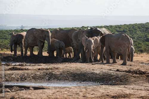 Foto African elephant herd gathered at a waterhole in Addo Elephant Park