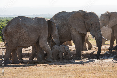 Fotografía African elephants dust bathing with a young calf at a dry waterhole in Addo Elep