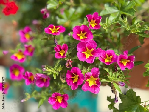 Vibrant pink and yellow calibrachoa flowers cascade from a hanging basket in full bloom. A close-up botanical nature photograph captured during the late summer season in a garden in Latvia.