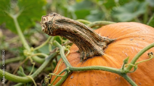 Close-up of a ripe pumpkin with a thick stem growing on a vine.