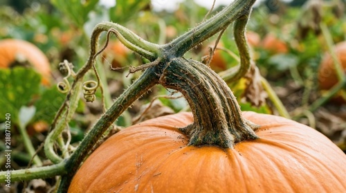 Close-up of a bright orange pumpkin growing on a vine in a field.