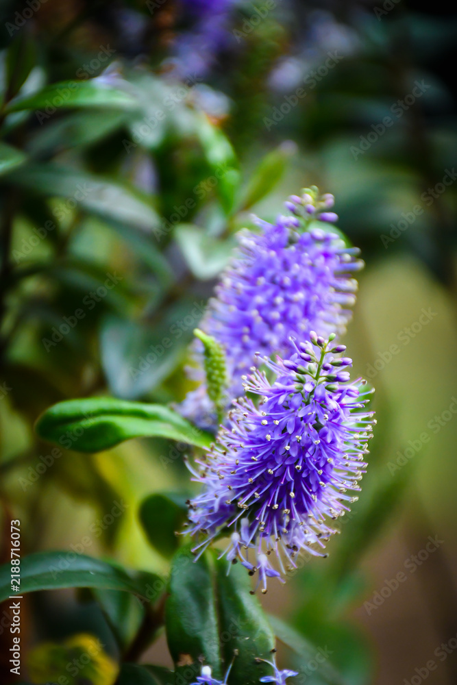 Fototapeta premium purple thistle flower