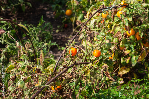 Canvastavla Ripe orange tomatoes growing on a vine in a garden on a sunny day