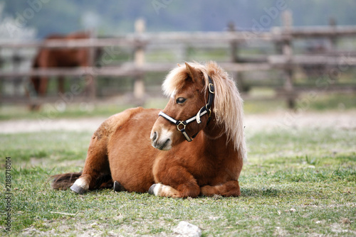 Canvastavla A pony's happy moments on the green pasture