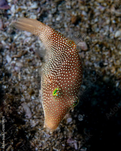 Cuadro en lienzo sharpnose puffer