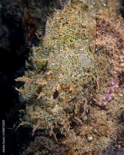 Obraz na płótnie scorpionfish