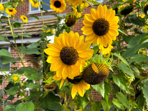 Sunflowers flowering in a residential front garden in Reading, UK