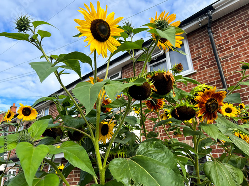Sunflowers flowering in a residential front garden in Reading, UK