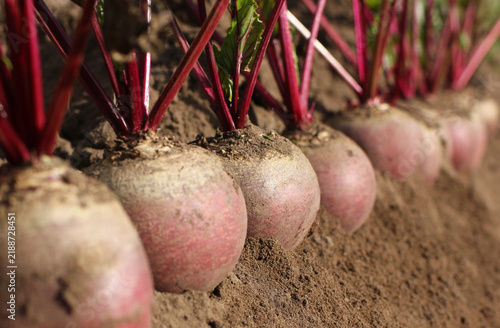 Farm work on harvesting red beets