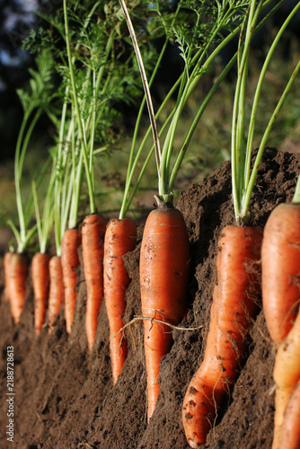 Carrots in the ground during harvest
