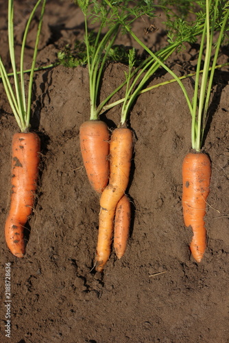 Carrots in the ground during harvest