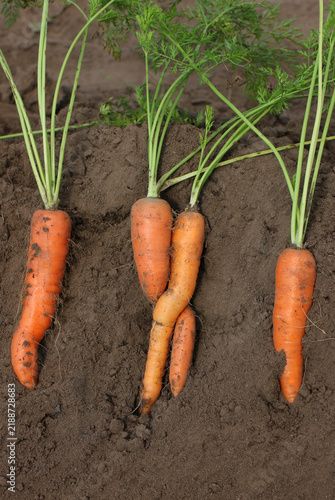 Carrots in the ground during harvest	
