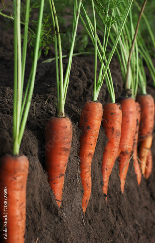 Carrots in the ground during harvest