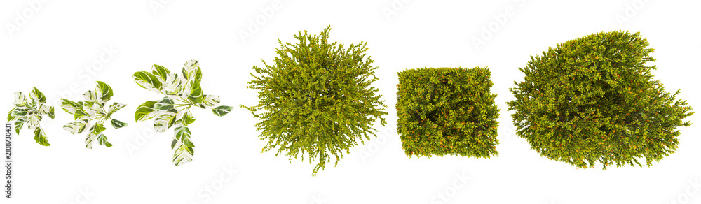 Obraz premium Collection of Buxus,Calathea trees on transparent background from the top view