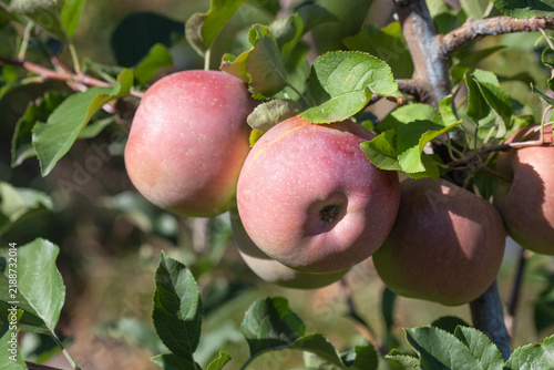 Red apple fruit on a branch in an apple orchard. growing fruit in the garden.