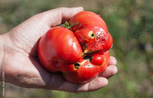 The caterpillar pest spoils the farmer's harvest. ripe bunch of tomatoes in a garden bed. blossom end rot on tomatoes.