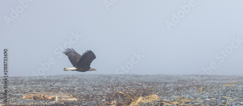 Mature American Bald Eagle Soaring Over Rocky Gravel Beach, Homer Spit, Alaska
