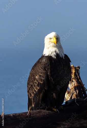 Mature Bald Eagle on Driftwood, Homer Spit, Alaska