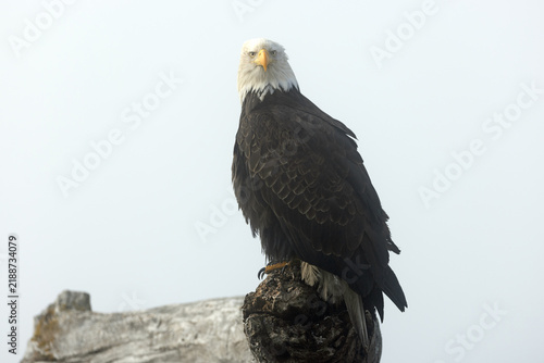 Mature American Bald Eagle Perched on Coastal Driftwood with fog mist background in Homer Spit, Alaska