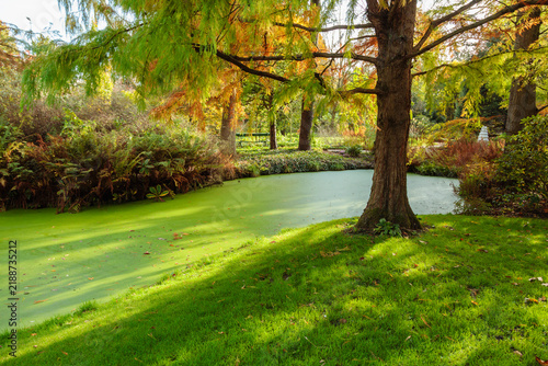 Obraz na plátne Deciduous tree with feathery orange-yellow autumn foliage beside duckweed pond i