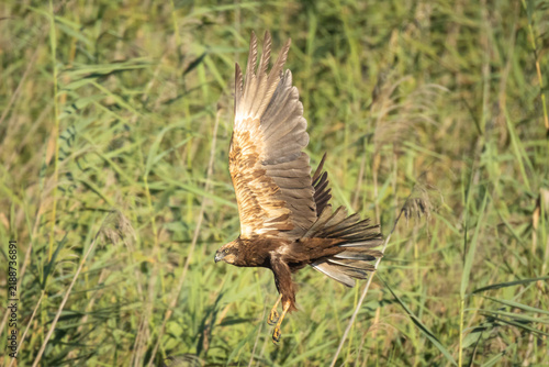 Bild auf Leinwand Western Marsh Harrier (Circus aeruginosus) Flying Low Over Reeds and Wetlands, A
