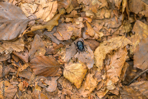 Bild auf Leinwand Woodland dor beetle Anoplotrupes stercorosus crawling through dry leaves
