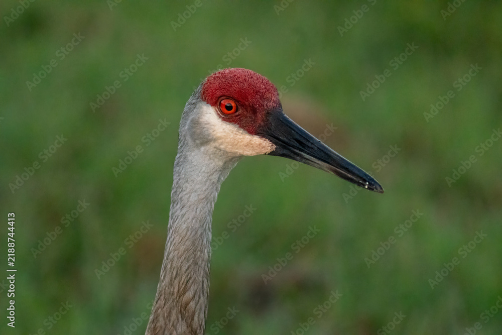 Obraz premium Sandhill crane head portrait with red crown and orange eye