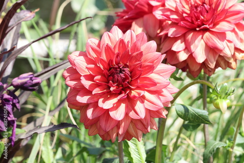 Photography Dahlia 'Missis Miley'